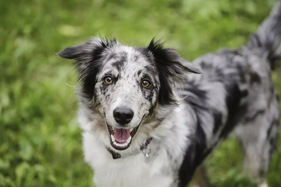 Dancing Dog