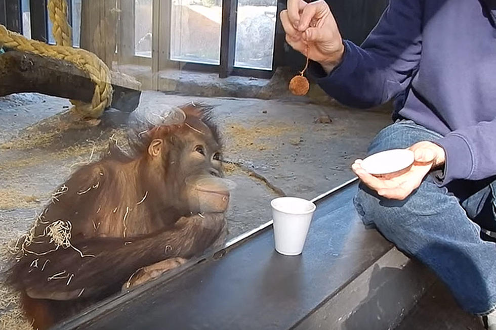 Watch an Orangutan Go Bananas After Seeing Magic Trick