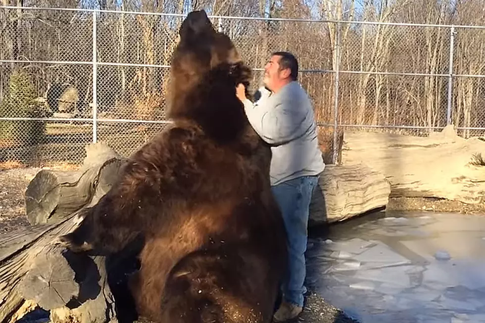 Man Playing With Huge Bear Is One With Animal Kingdom