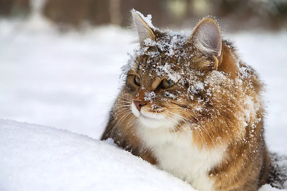 Bewildered Cat Just Cannot Comprehend What Snow Is