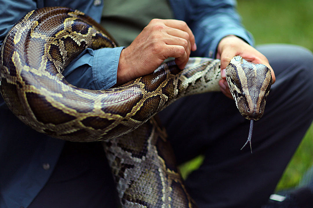 Brazen Man Steals 2-Foot-Long Python by Shoving It Down His Pants