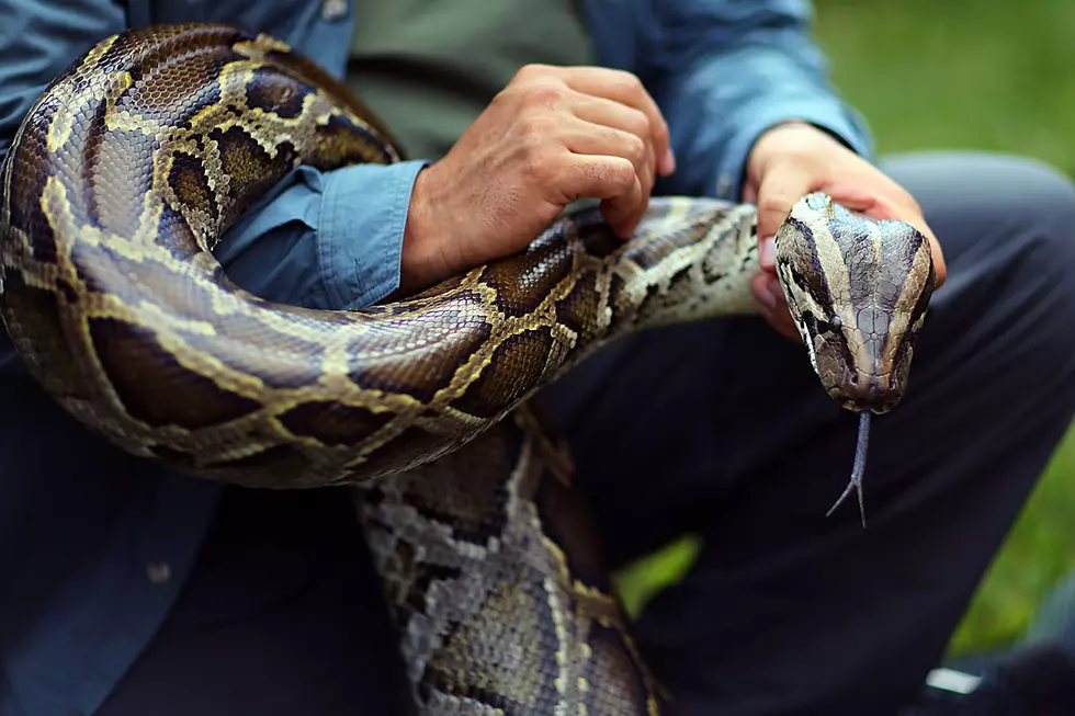 Need a Job? Florida Water District Hiring 50 Python Hunters