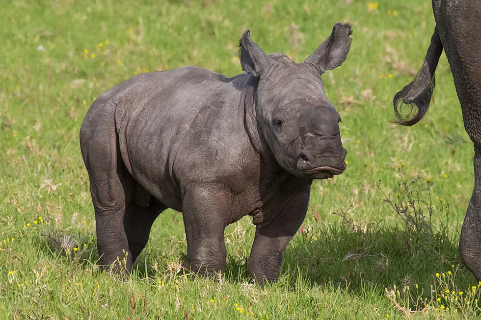 Man Reads to Baby Rhino and Now You've Seen Everything