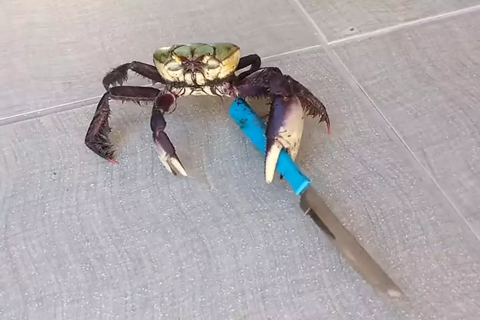 Menacing Crab Armed With a Knife Is Your New Terror Threat