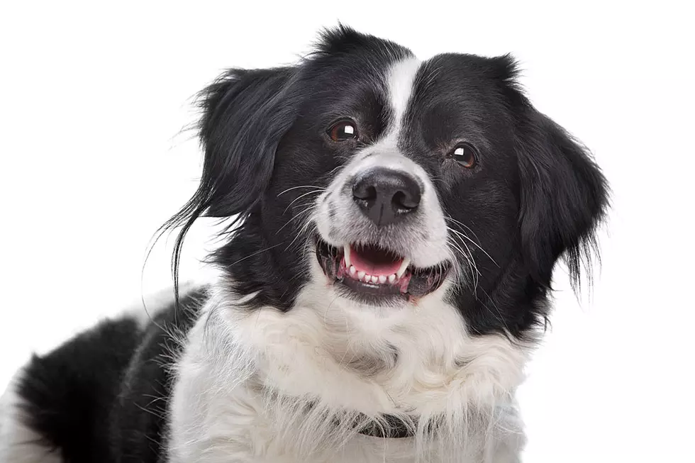 Paw-Wiping Dog Should Write Book on Manners