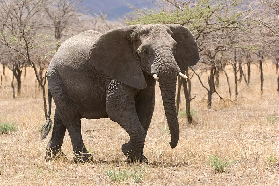 Heartbroken Elephant Destroys 20 Cars in Loveless Rage