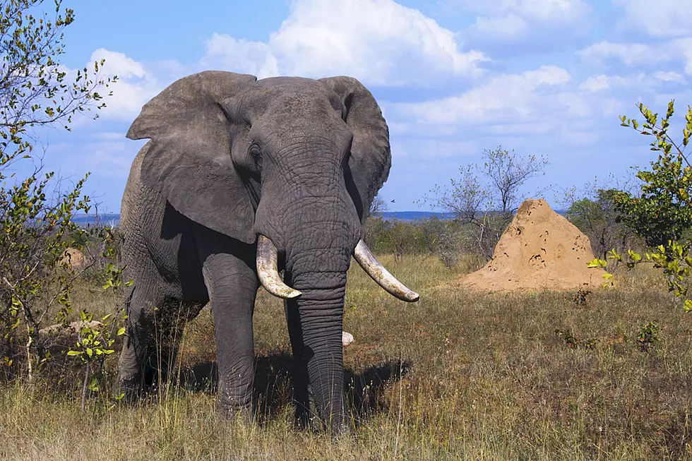 Elephant Destroys About Two Dozen Cars in Fit of Rage