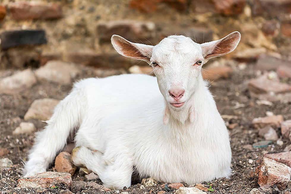 Just a Goat Chilling Out