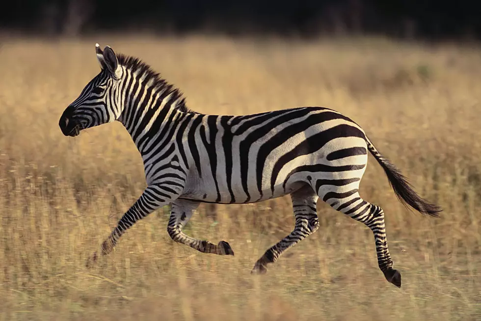 Little Girl Paints Her Sister Into an Adorable Zebra