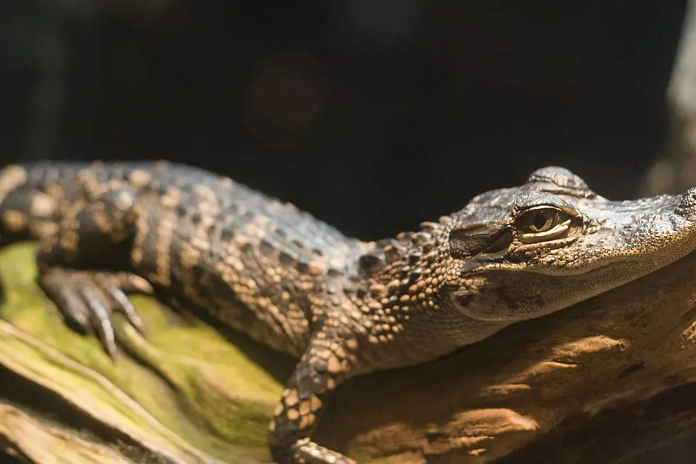 Baby Alligator Hatching Is a Mesmerizing Thing of Beauty