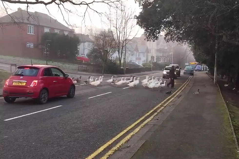 Birds on a Mission to Eat Delightfully Stop Traffic