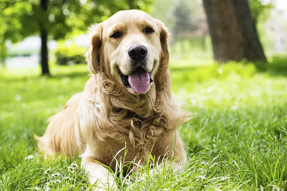 Photographer Magically Turns His Dog Into an Adorable Giant