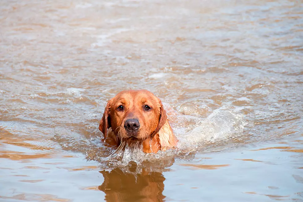 Public Warning After Dog Dies From Eating Something On The Beach