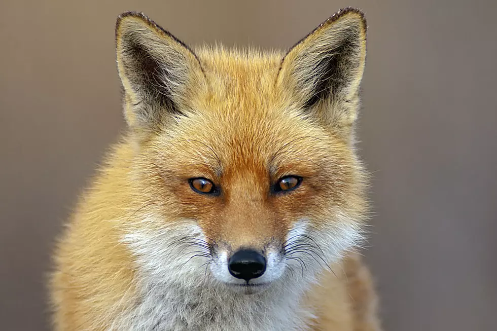 Watch a Fox Walk Up to Golf Bag and Steal a Wallet Like It Ain’t No Thing