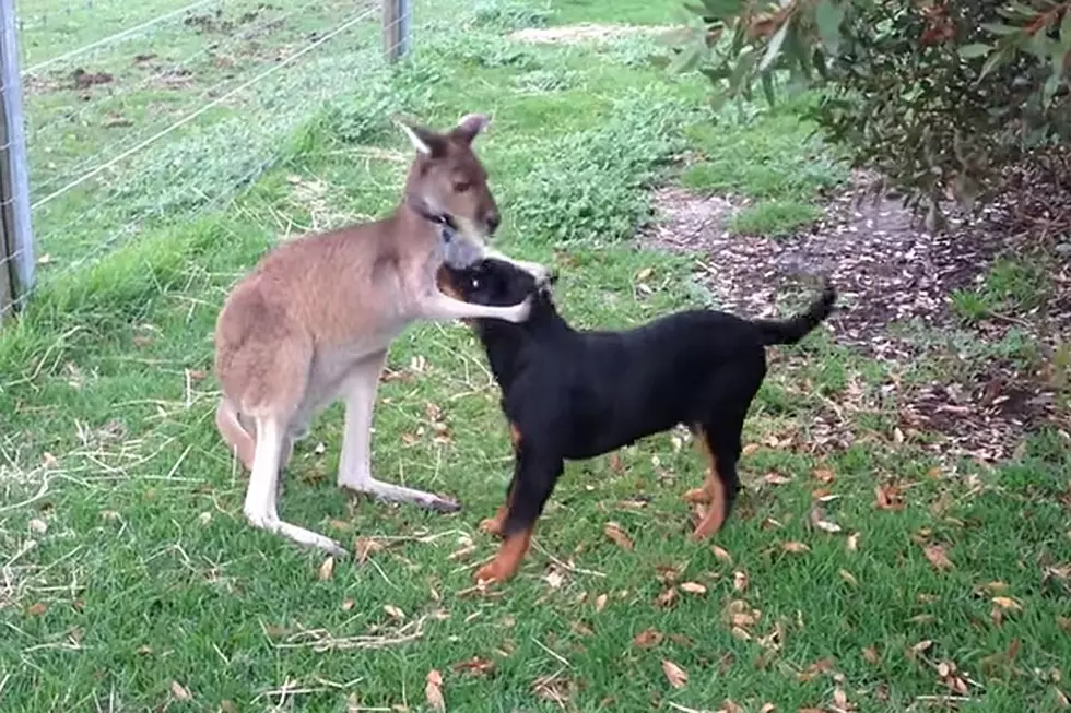 Kangaroo and Dog Are Frolicking Best Buddies
