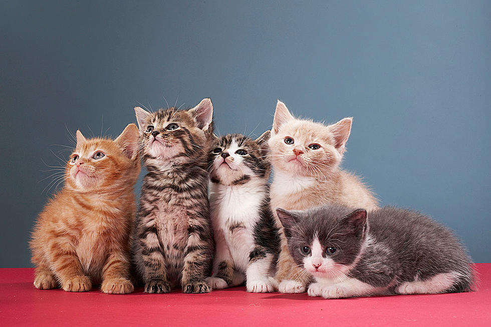 Safe Haven of Iowa County has an Abundance of New Kittens [PHOTOS]