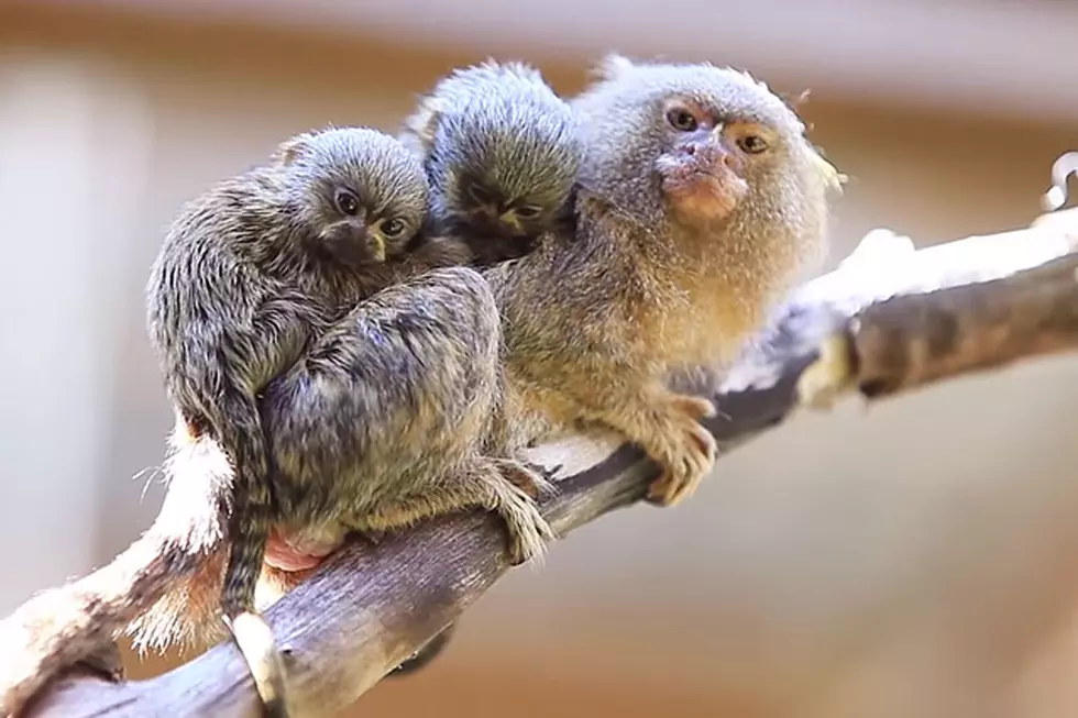 World’s Smallest Monkey Gives Birth to Even Tinier Twin Monkeys