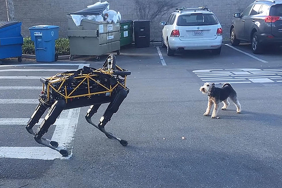 Dog Battles Robot Dog in the Ultimate War of Barks