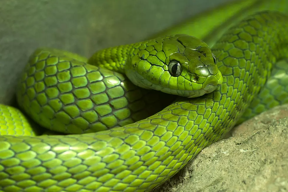 Living Venomous Snake Found In Aldi Bagged Lettuce