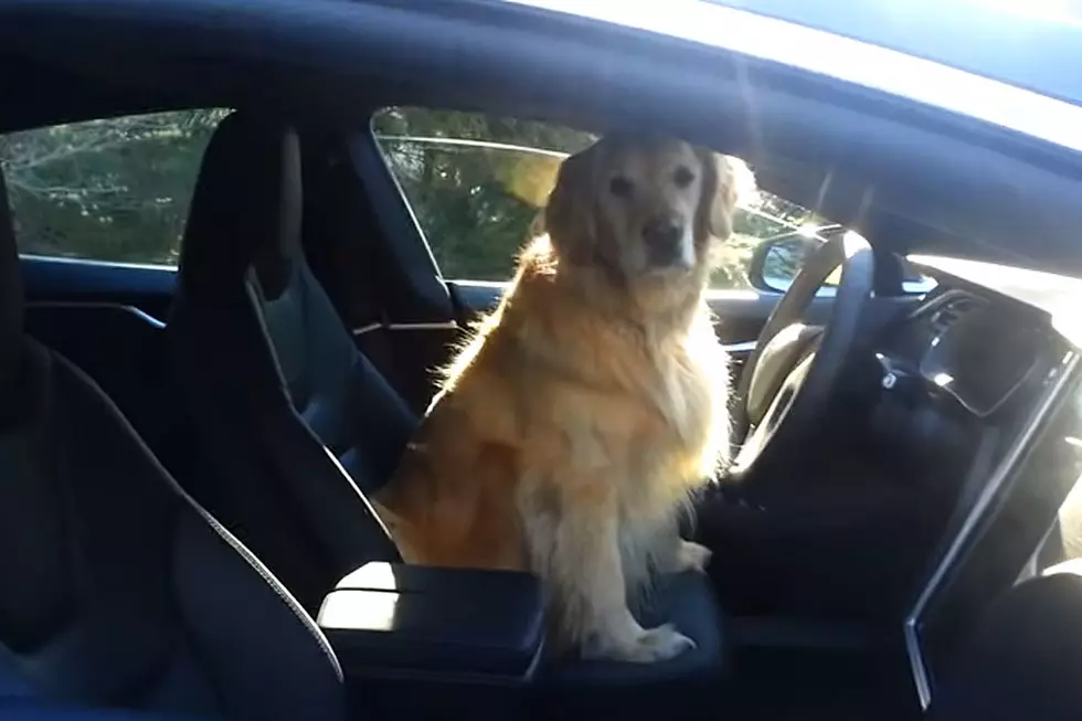 Dog Works Self-Driving Car Like It's Nobody's Business