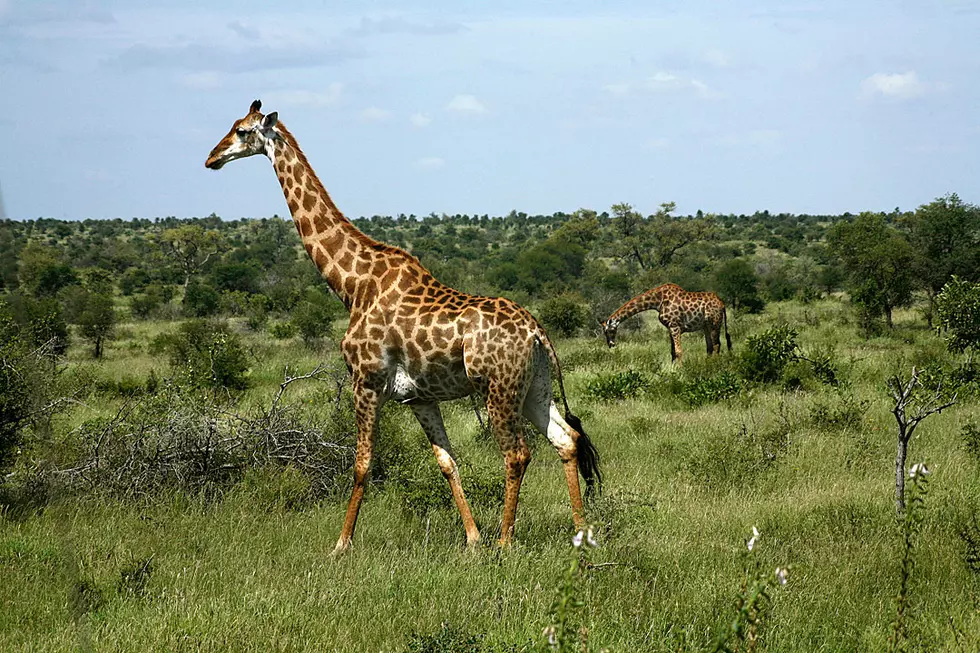 Buttinsky Giraffe Photobombs Sweet Promposal