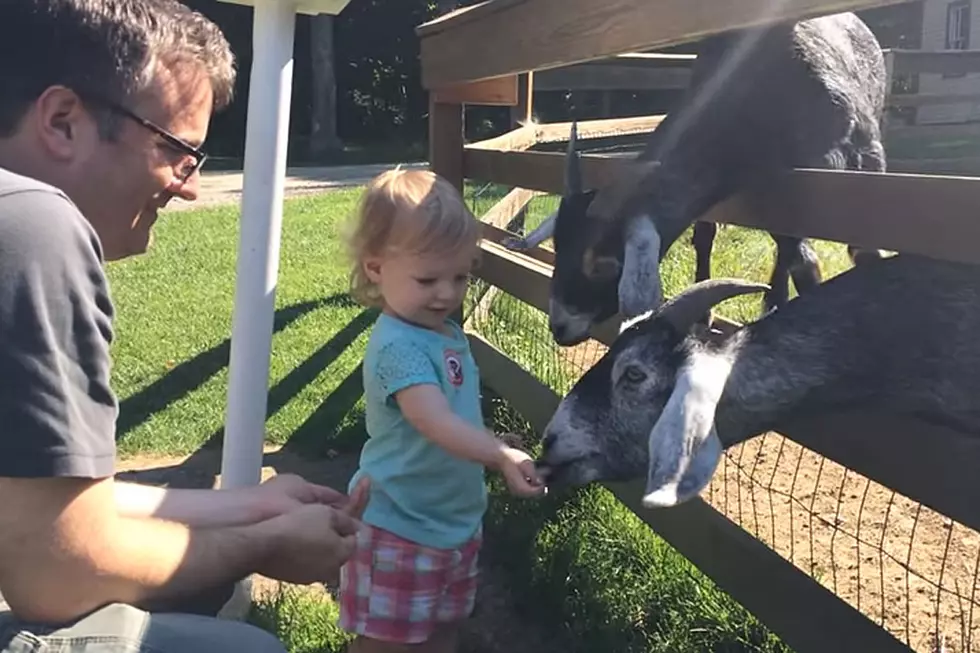 Impatient, Starving Goats Get Too Feisty With Sweet Girl Feeding Them