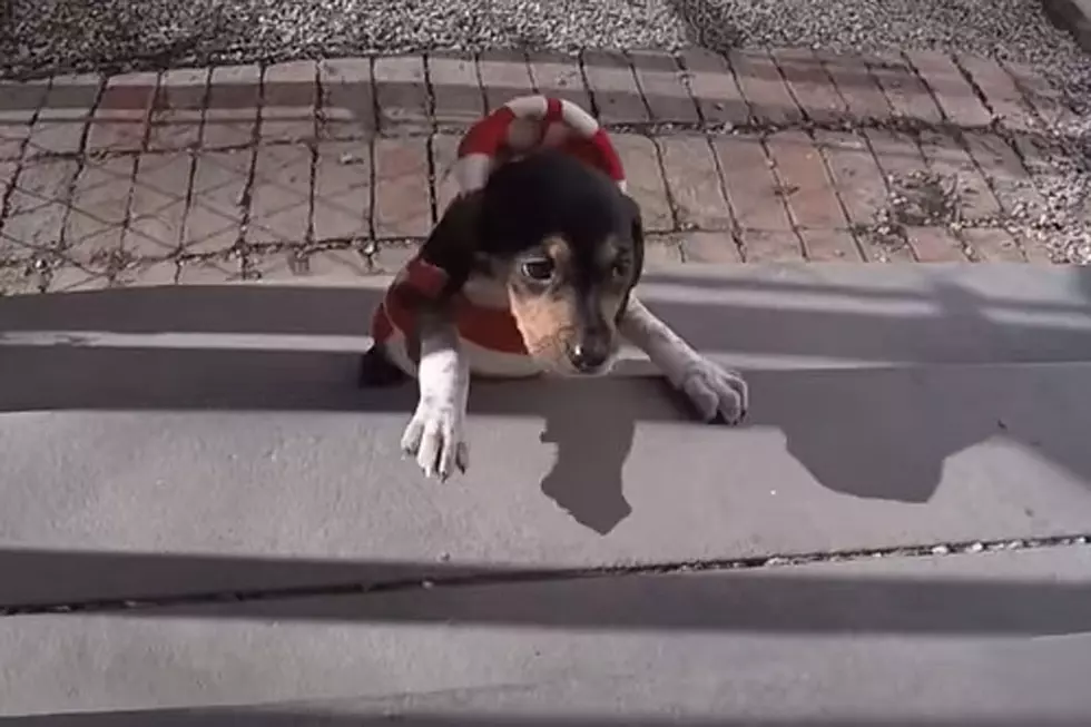Peppy Three-Legged Dog Gloriously Runs to 'Rocky' Theme