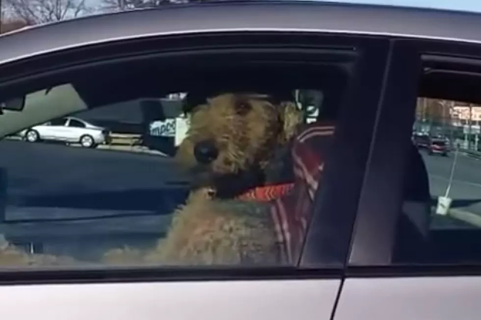 Dog in a Hurry Hops in Driver's Seat and Blares Car Horn