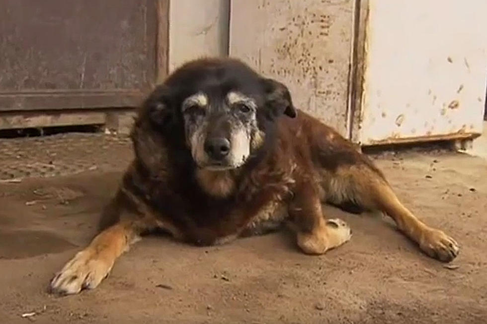 Maggie, The World’s Oldest Dog, Has Died at Age 200