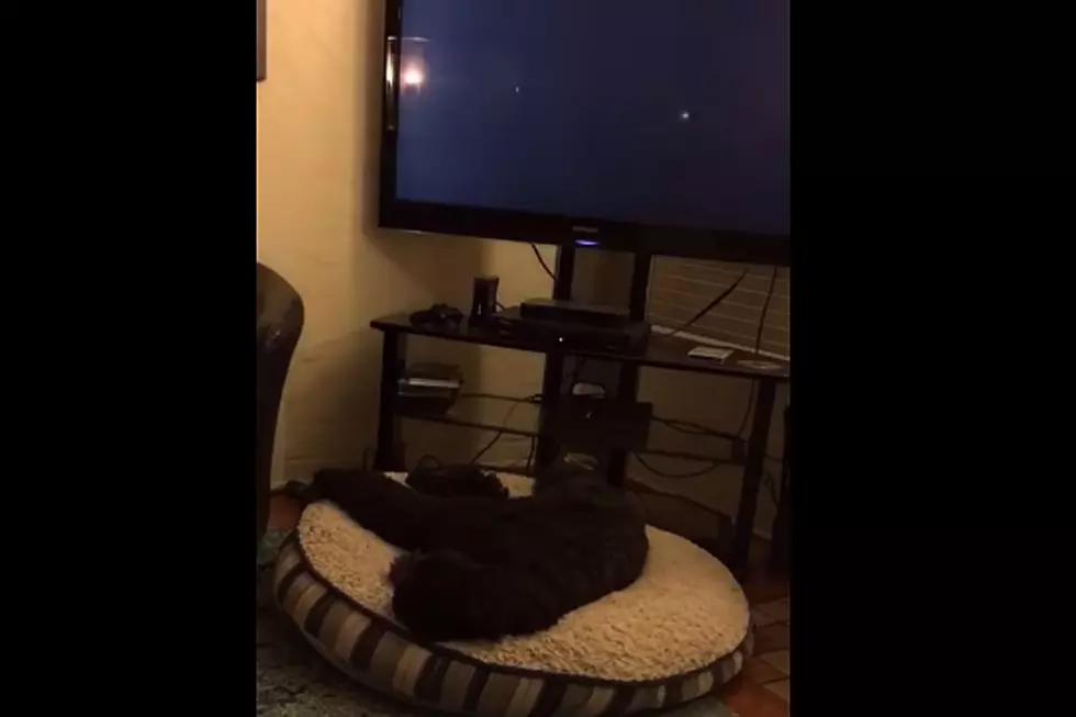 Dog's Adorable TV Sleep Habit Is Steeped in Consistency