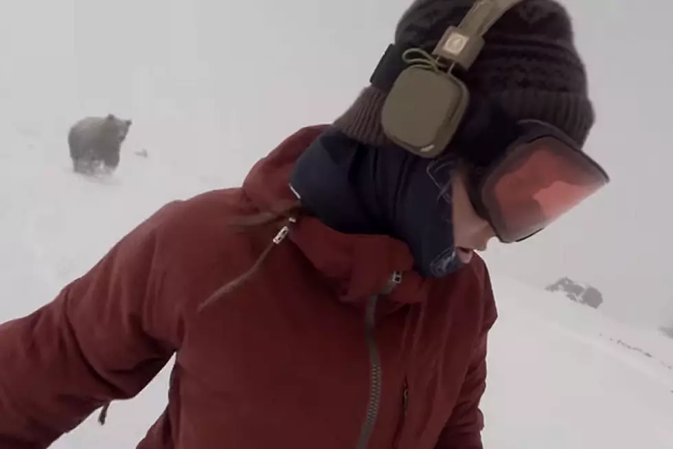 Wild Bear Chases Clueless Snowboarder — Or Does It?