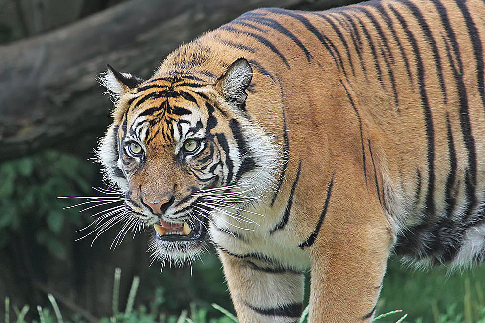 Testy Sleeping Tiger Enraged When Awakened By Fellow Tiger