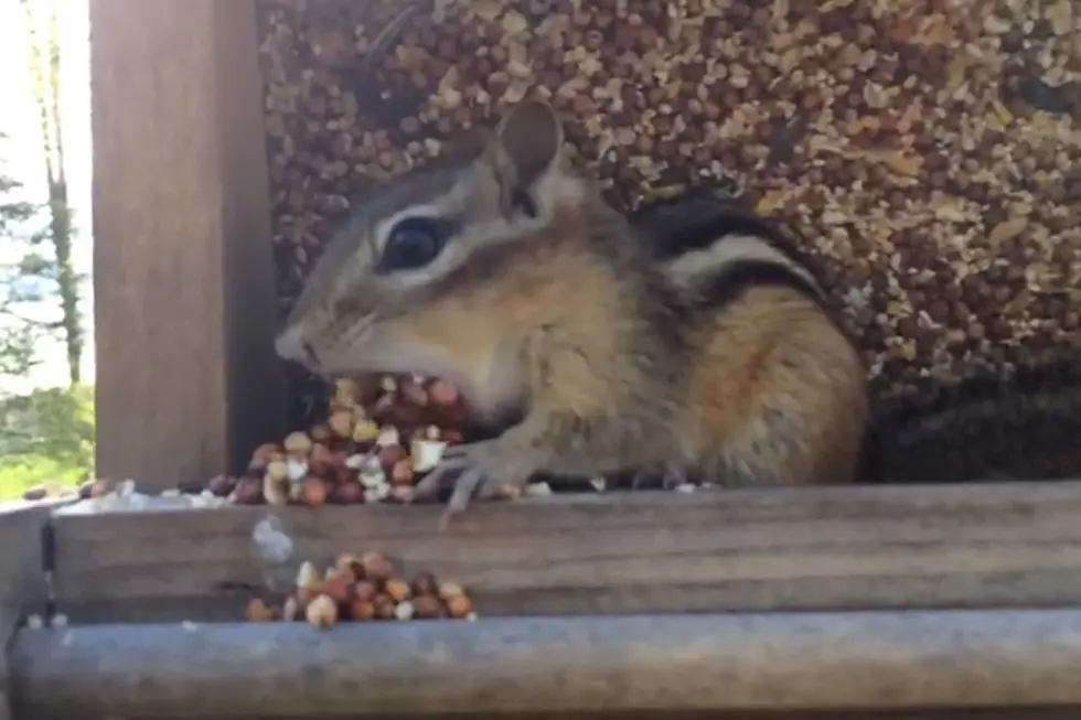 Crafty (And Cheeky) Chipmunk Busted Stealing Bird Food