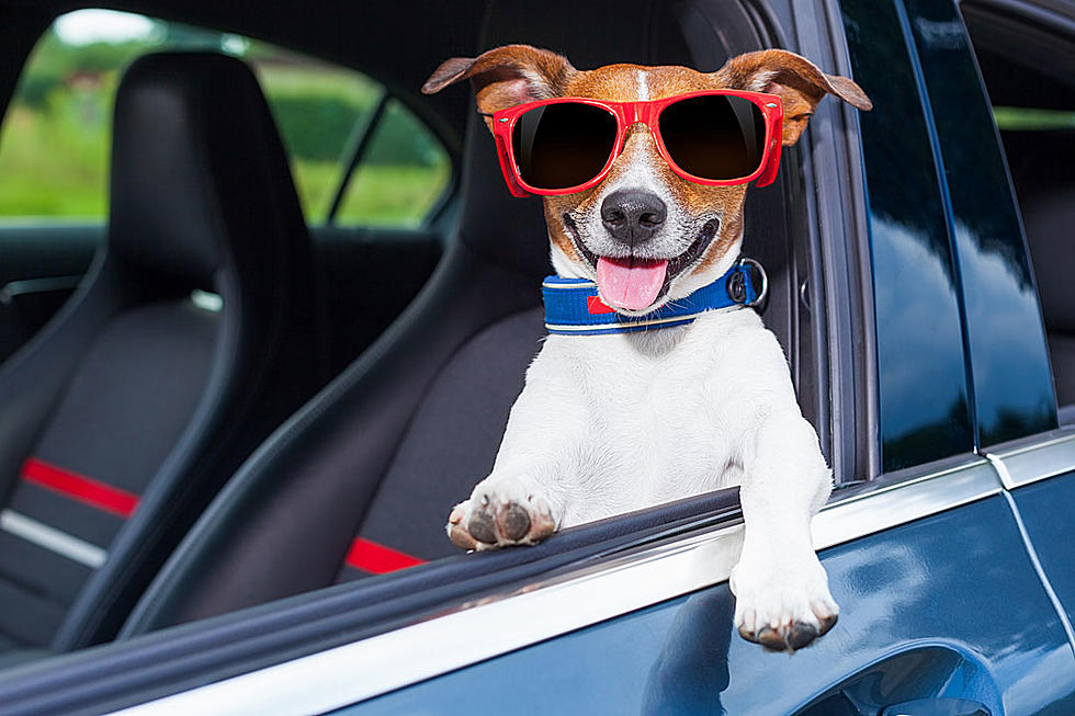 Dog Driving BMW Has Taken Over New York City