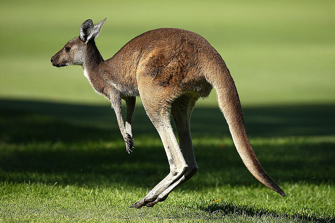 Kangaroo in motion - effortless grace, Not an animal one th…