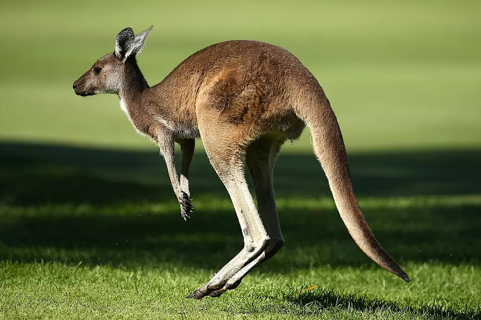 Nocturnal Kangaroo Hops Like Mad Right Onto Car Driving on Remote Road