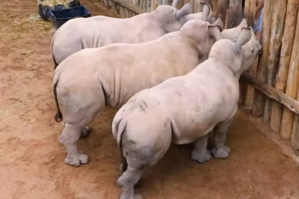 Whimpering Thirsty Baby Rhinos Long for More Milk