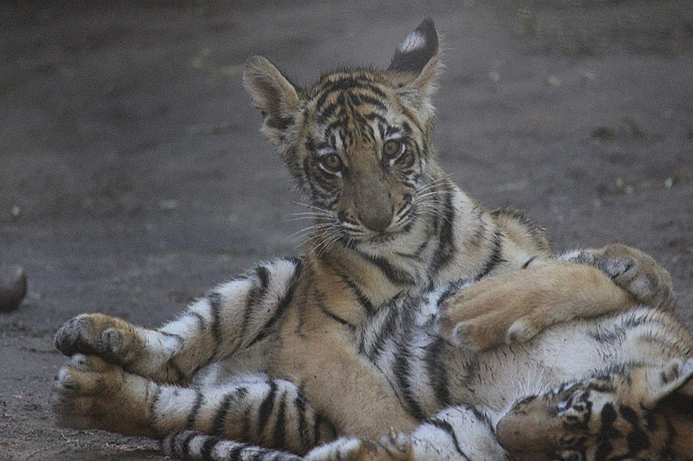 4-Day-Old Tiger Cubs Learning to Walk Is Your &#8216;Awww&#8217; Moment of the Day