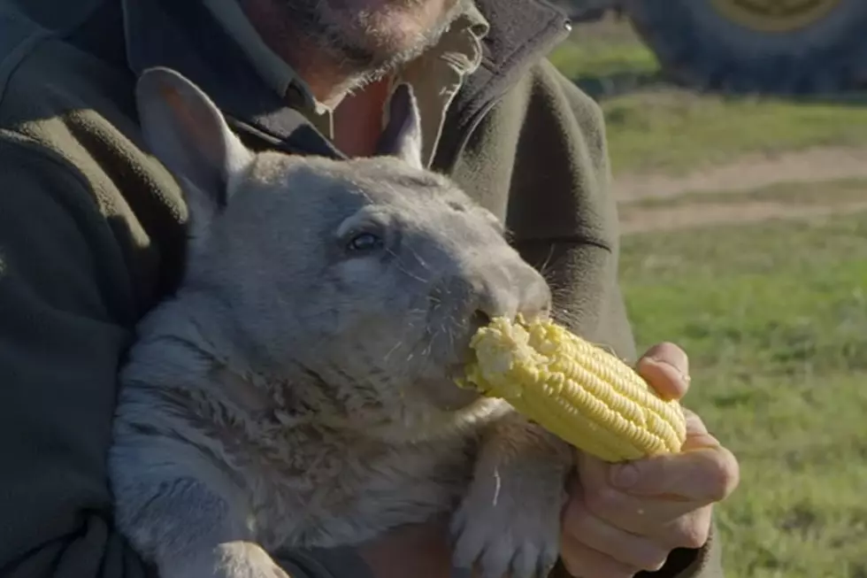 Farting Wombat Furiously Eating Corn Is All You Need to See Today