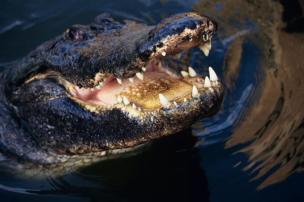 Alligator Seen With Body in Mouth