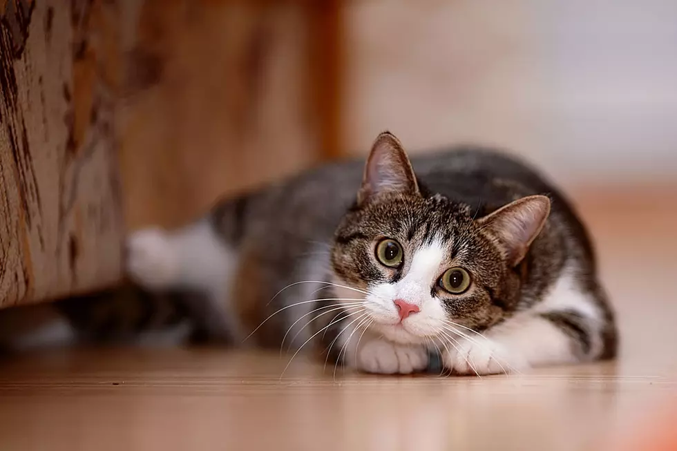 Ginger Leash Trains Her Cat: Day 2 [Video]