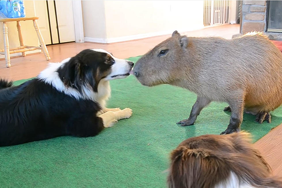 Dog, Capybara Kiss in Your Adorable Video of the Day