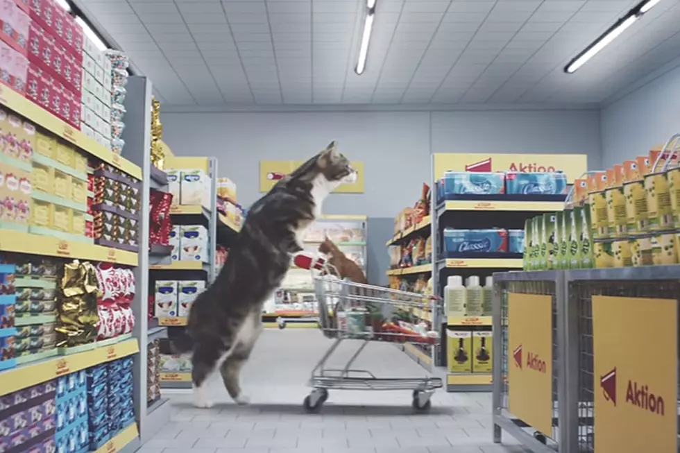 Cats Grocery Shopping Is the Most Internety Video Ever