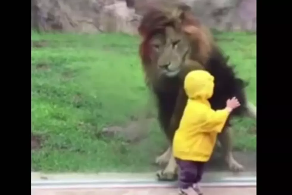 Glass Partition Stops Crazed Lion From Attacking Boy