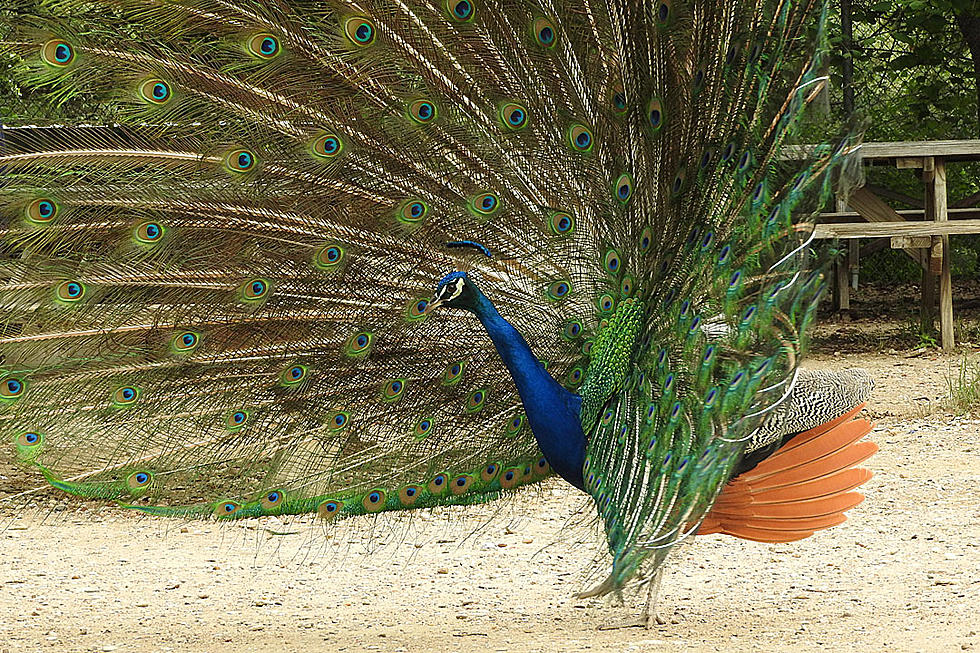 Alert: Peacock Spotted Running Around In Northport, Al