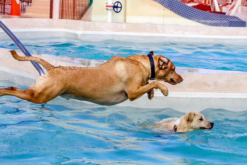 Dog Pool Party Features One Pretty Peculiar Pup