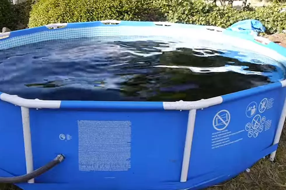 Watch a Thirsty Fella Swim in a Giant Pool Filled With Coke
