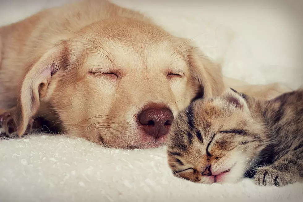 Nothing Will Stop Determined Kitten From Hanging With Puppy Pal