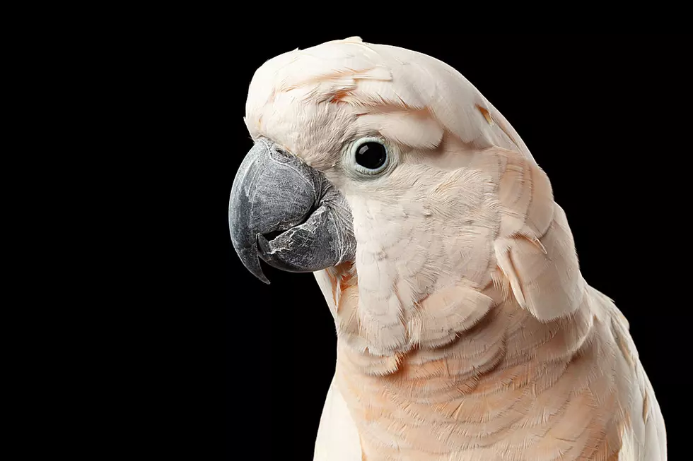 Broccoli-Hating Cockatoo Throws Massive Temper Tantrum