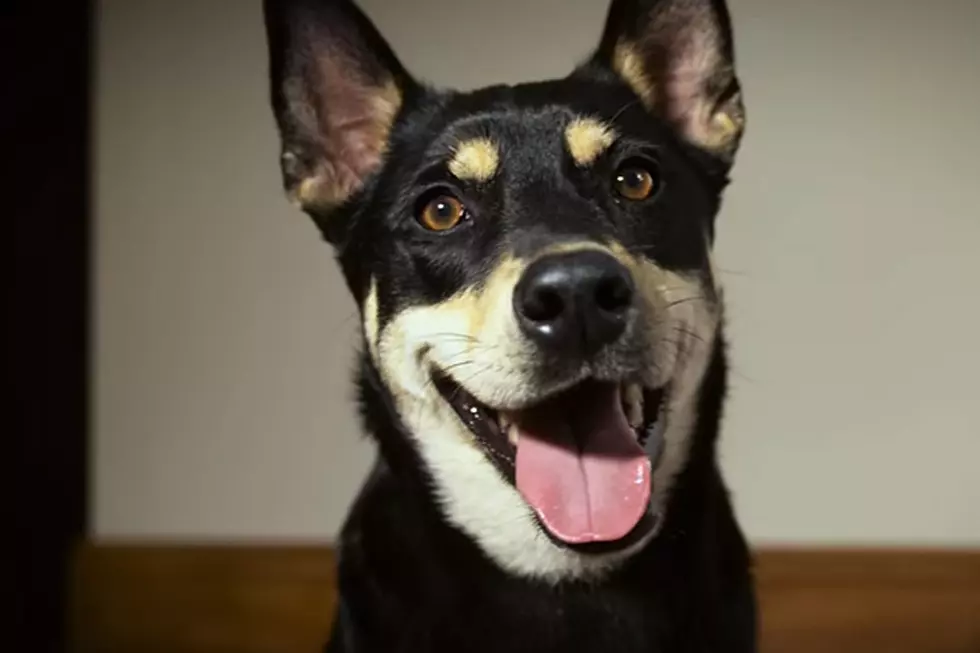 Your Dog Can Now Take and Text Selfies to You (VIDEO)